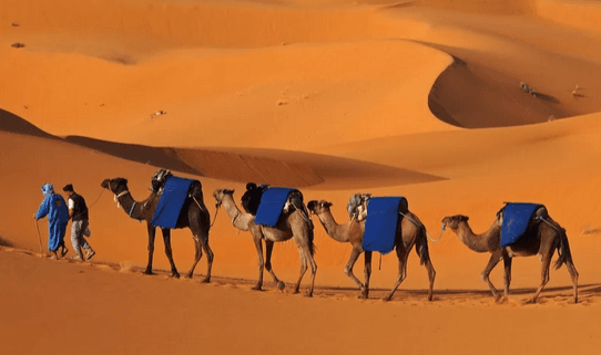 desert-and-camels Sahara Desert In Morocco